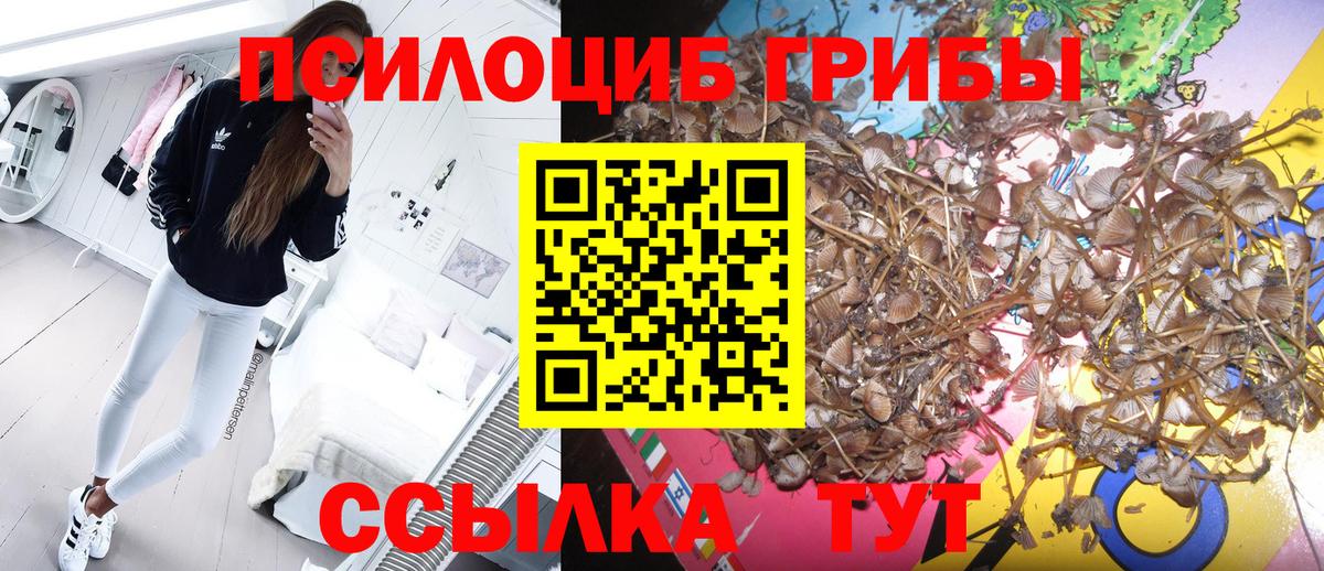 как найти закладки  Псилоцибиновые грибы GOLDEN TEACHER  Вход с VPN  Гусь-Хрустальный 